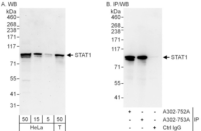 STAT1 Antibody in Western Blot (WB)