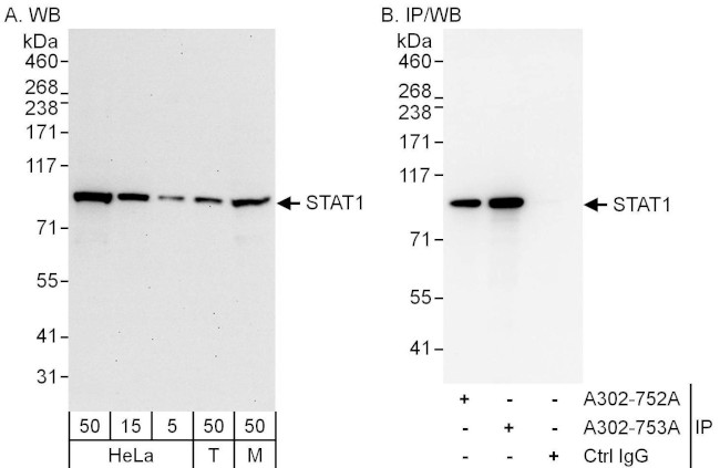 STAT1 Antibody in Western Blot (WB)