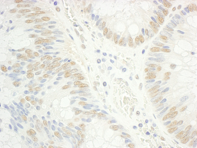 RAP74 Antibody in Immunohistochemistry (Paraffin) (IHC (P))