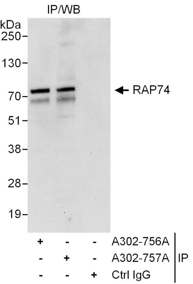 RAP74 Antibody in Immunoprecipitation (IP)