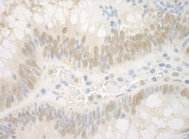 ARNT Antibody in Immunohistochemistry (Paraffin) (IHC (P))