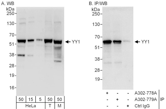 YY1 Antibody in Western Blot (WB)