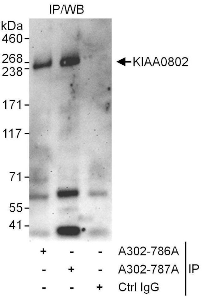 KIAA0802 Antibody in Immunoprecipitation (IP)