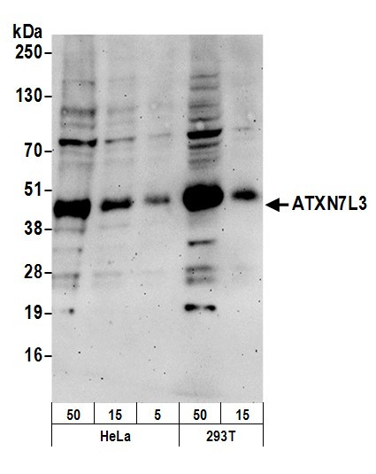 ATXN7L3 Antibody in Western Blot (WB)