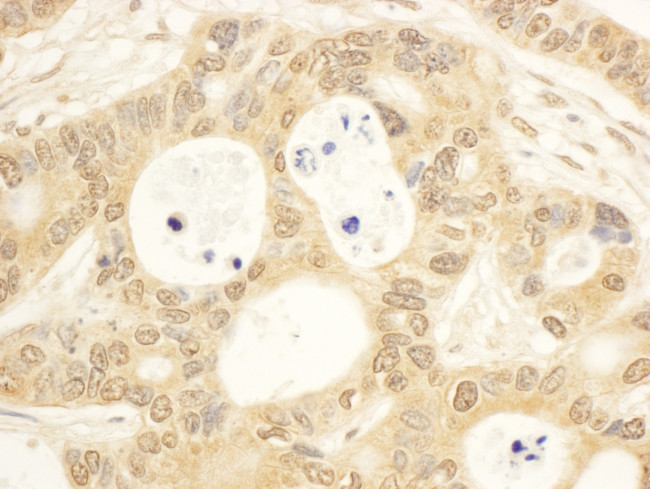 CIAPIN1 Antibody in Immunohistochemistry (Paraffin) (IHC (P))