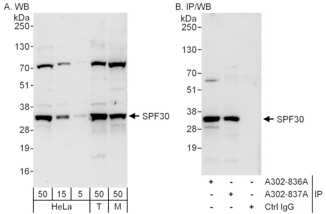 SPF30 Antibody in Western Blot (WB)