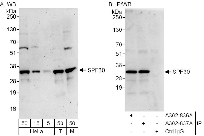 SPF30 Antibody in Western Blot (WB)