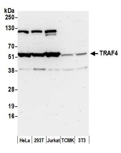 TRAF4 Antibody in Western Blot (WB)