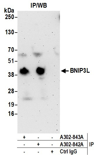 BNIP3L Antibody in Immunoprecipitation (IP)