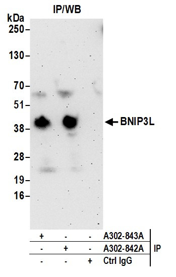 BNIP3L Antibody in Immunoprecipitation (IP)