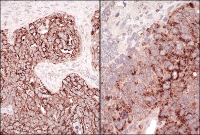 HSP60 Antibody in Immunohistochemistry (Paraffin) (IHC (P))