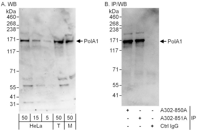 PolA1 Antibody in Western Blot (WB)