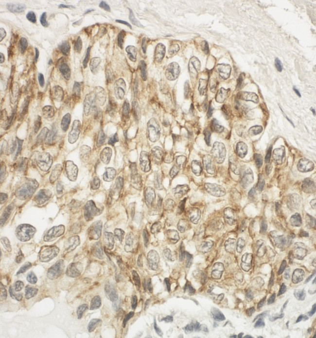 JAM-A Antibody in Immunohistochemistry (Paraffin) (IHC (P))