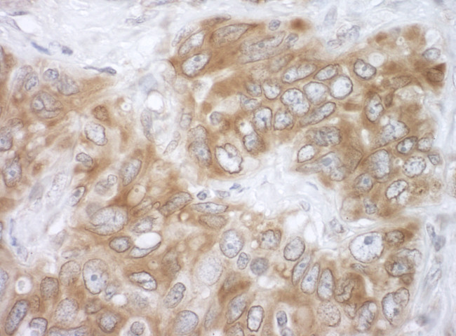 VAPB Antibody in Immunohistochemistry (Paraffin) (IHC (P))