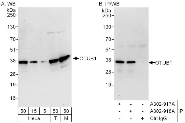 OTUB1 Antibody in Western Blot (WB)