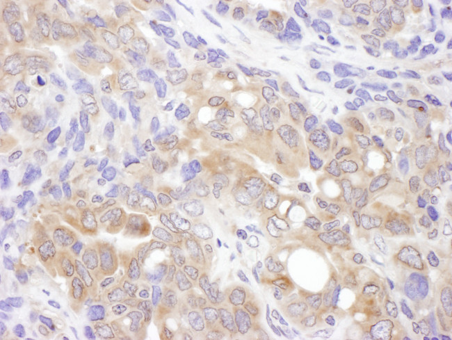 VCIP135 Antibody in Immunohistochemistry (Paraffin) (IHC (P))