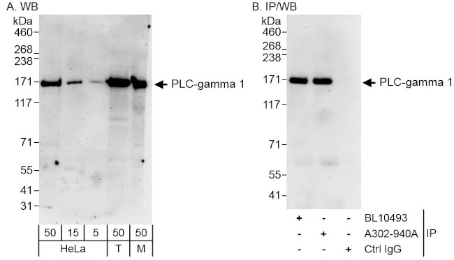 PLC-gamma 1 Antibody in Western Blot (WB)