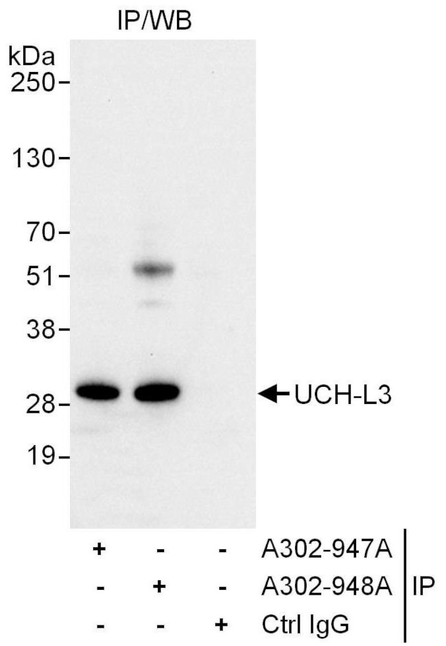 UCH-L3 Antibody in Immunoprecipitation (IP)