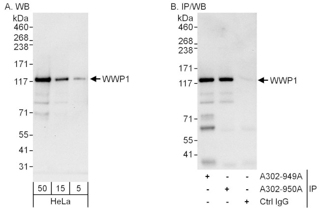 WWP1 Antibody in Western Blot (WB)