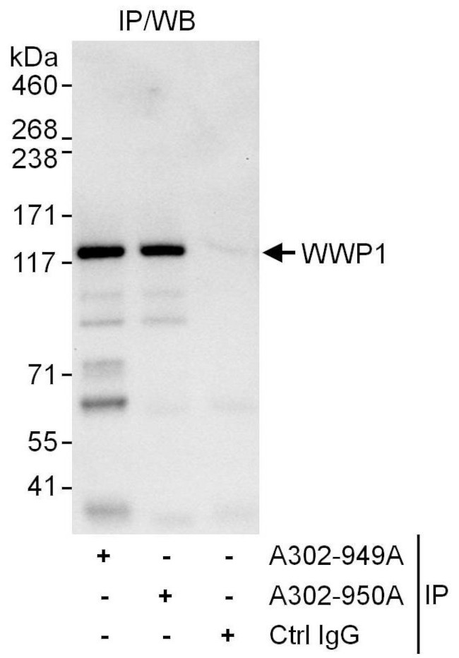 WWP1 Antibody in Immunoprecipitation (IP)