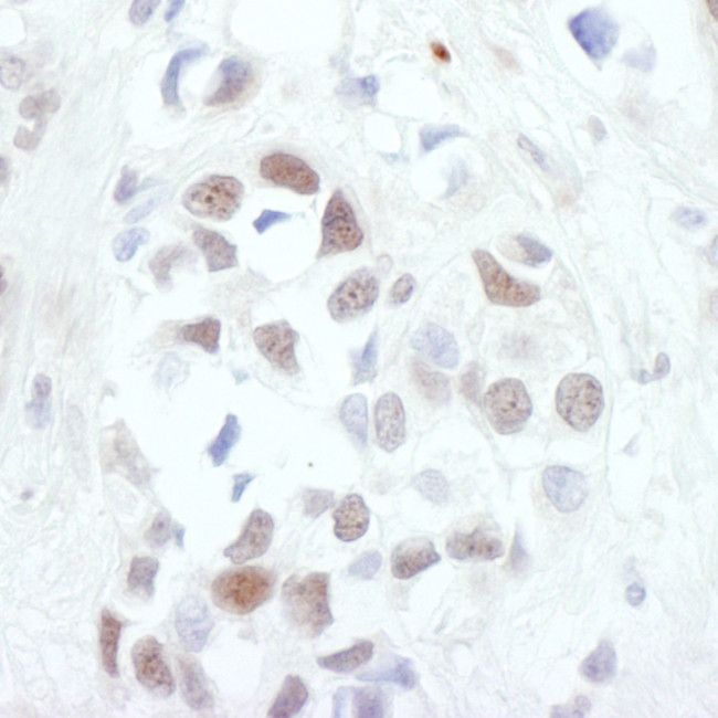 c-Jun Antibody in Immunohistochemistry (Paraffin) (IHC (P))