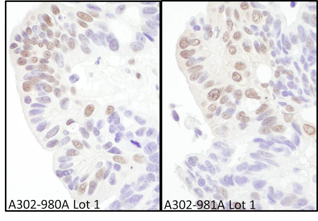 eIF4AIII/EIF4A3 Antibody in Immunohistochemistry (Paraffin) (IHC (P))