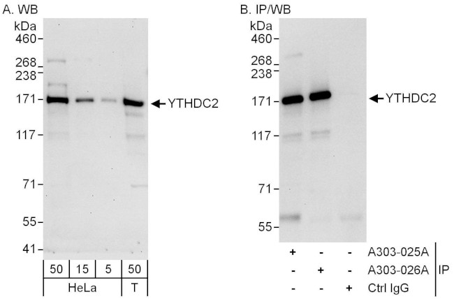 YTHDC2 Antibody in Western Blot (WB)