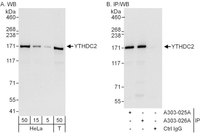 YTHDC2 Antibody in Western Blot (WB)