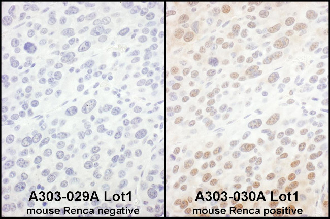 eIF6 Antibody in Immunohistochemistry (Paraffin) (IHC (P))