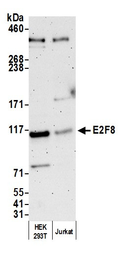 E2F8 Antibody in Western Blot (WB)