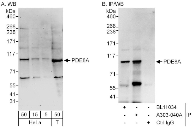 PDE8A Antibody in Western Blot (WB)