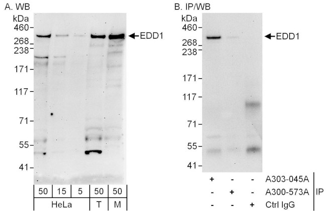 EDD1 Antibody in Western Blot (WB)