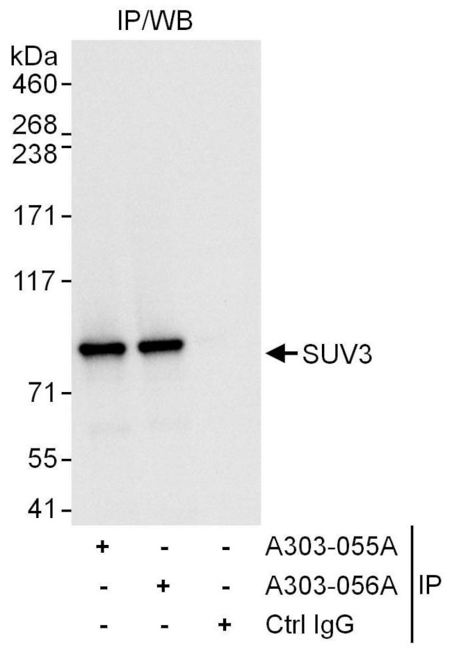 SUV3 Antibody in Immunoprecipitation (IP)