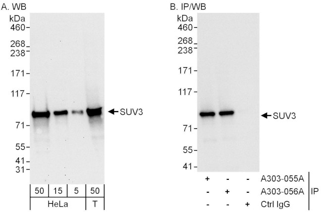 SUV3 Antibody in Western Blot (WB)