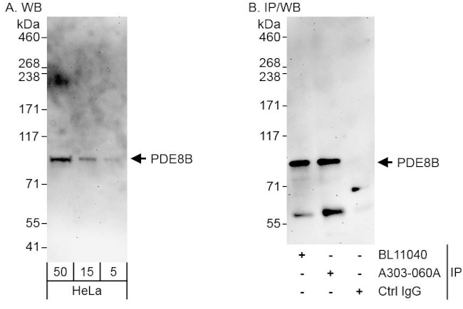 PDE8B Antibody in Western Blot (WB)