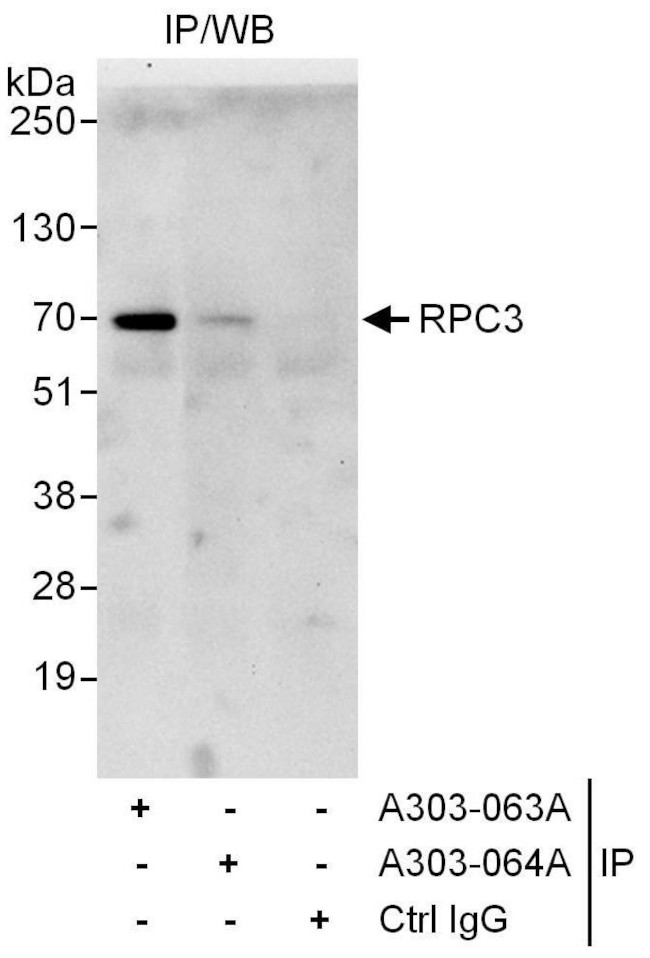 RPC3 Antibody in Immunoprecipitation (IP)