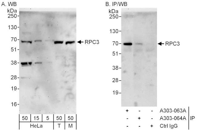 RPC3 Antibody in Western Blot (WB)