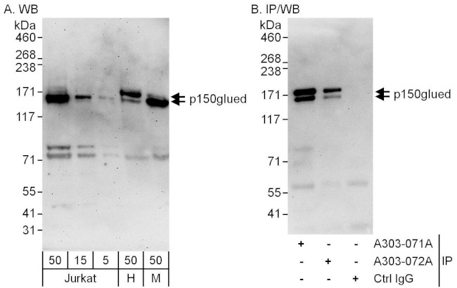 p150glued Antibody in Western Blot (WB)