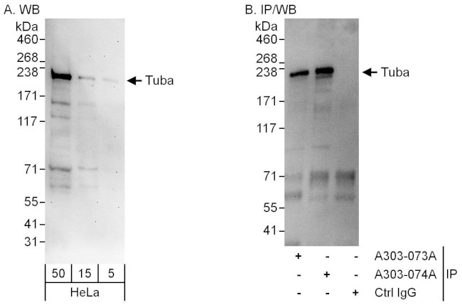 Tuba Antibody in Western Blot (WB)