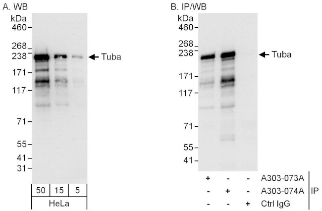 Tuba Antibody in Western Blot (WB)