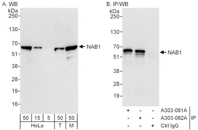 NAB1 Antibody in Western Blot (WB)