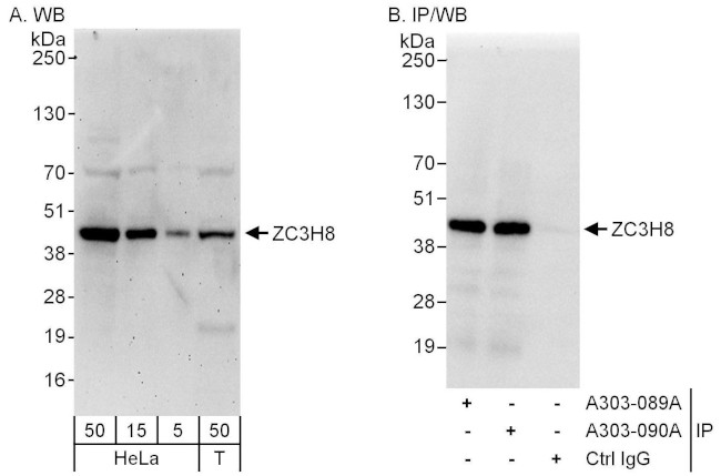 ZC3H8 Antibody in Western Blot (WB)