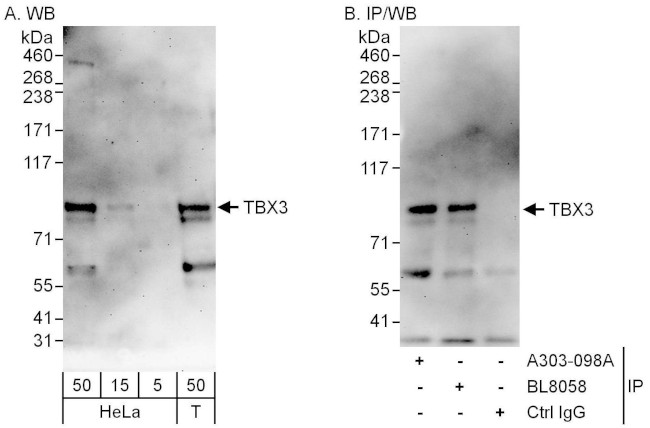 TBX3 Antibody in Western Blot (WB)