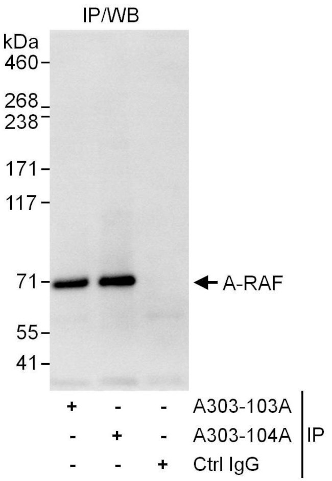 A-RAF Antibody in Immunoprecipitation (IP)