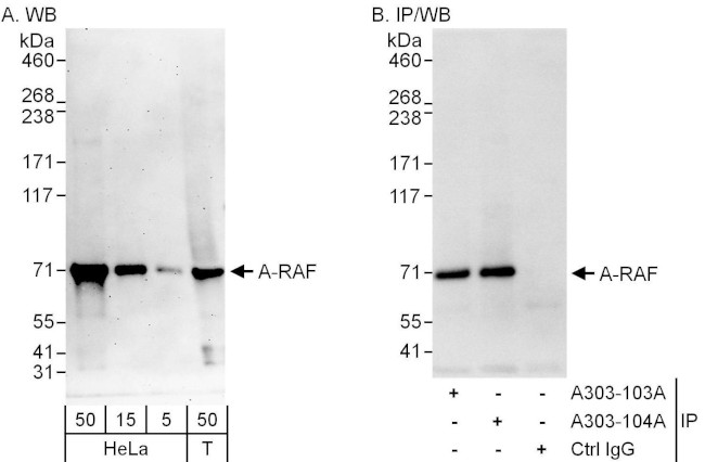 A-RAF Antibody in Western Blot (WB)