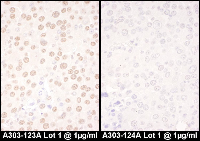 NFIC Antibody in Immunohistochemistry (Paraffin) (IHC (P))