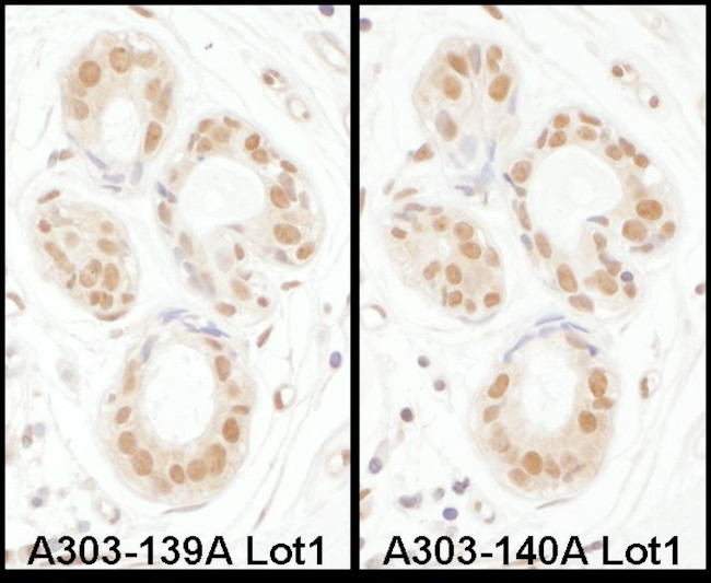 SENP3 Antibody in Immunohistochemistry (Paraffin) (IHC (P))