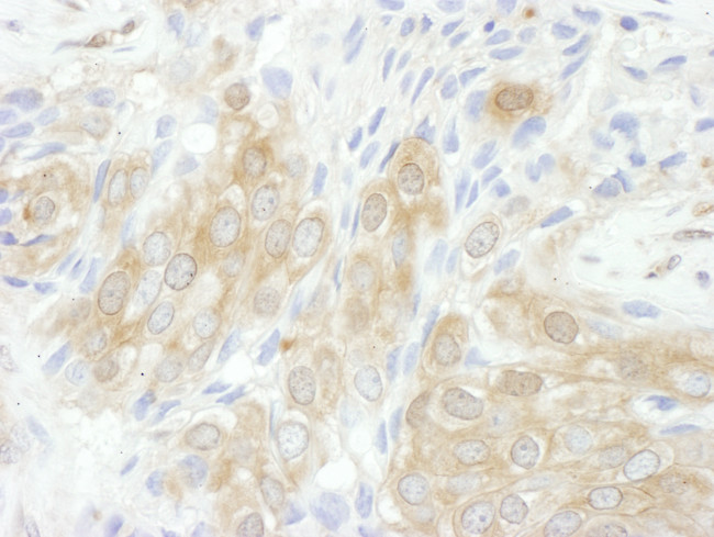 14-3-3 theta Antibody in Immunohistochemistry (Paraffin) (IHC (P))