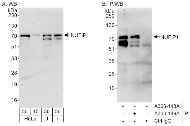 NUFIP1 Antibody in Western Blot (WB)