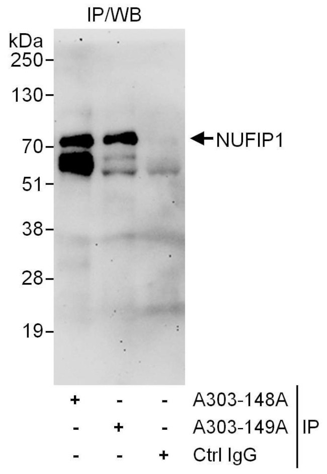 NUFIP1 Antibody in Immunoprecipitation (IP)